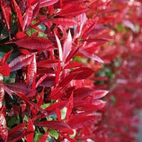 Photinia Blumensamen zur Aussaat – Bestäuber freundlich – Traditionssorte & ohne Gentechnik Samen Hausgarten
