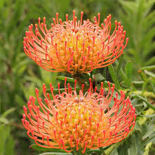 Leucospermum Blumensamen zur Aussaat – duftend Blüten – Traditionssorte & ohne Gentechnik Samen Hausgarten