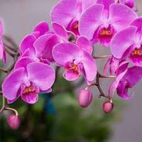 Violett Schmetterlingsorchidee Orchidee Blumensamen zur Aussaat – Garten beliebt – Traditionssorte & ohne Gentechnik Samen Hausgarten