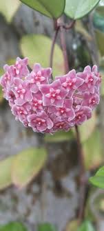 Lila Hoya Blumensamen zur Aussaat Landhaus Garten wichtig Traditionssorte & ohne Gentechnik Samen Hausgarten