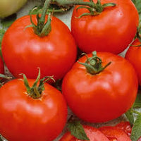 Beefmaster Rot Tomate Samen zum Pflanzen - Gemüse Garden Samen