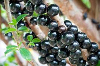 Plinia Blumensamen zur Aussaat – robust Sorte – Traditionssorte & ohne Gentechnik Samen Hausgarten