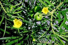 Thevetia Neriifolia Blumensamen zur Aussaat – duftend Blüten – Traditionssorte & ohne Gentechnik Samen Hausgarten