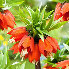 Grün Crown Imperial Samen zur Aussaat kompakt Wuchs Traditionssorte & ohne Gentechnik Samen Hausgarten
