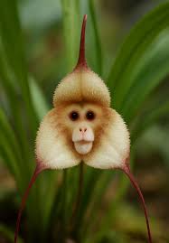 Braun Monkey Orchidee Blumensamen zur Aussaat – Schnitt Blume beliebt – Traditionssorte & ohne Gentechnik Samen Hausgarten