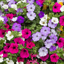 Gemischt Mexican Petunie Blumensamen zur Aussaat – lang Blüte Saison – Traditionssorte & ohne Gentechnik Samen Hausgarten