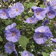 Semi di abutilon viola da seminare – fiori vivaci – varietà tradizionale e semi non OGM per l’orto domestico