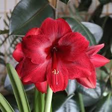 Traditionssorte Chlorophytum Blumensamen zur Aussaat Schnitt Blume beliebt Traditionssorte & ohne Gentechnik Samen Hausgarten