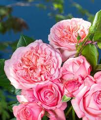 Rose Germany Rose Blumensamen zur Aussaat ideal Rabatten Traditionssorte & ohne Gentechnik Samen Hausgarten
