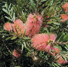 Rosa Champagne Callistemon Blumensamen zur Aussaat – kompakt Wuchs – Traditionssorte & ohne Gentechnik Samen Hausgarten