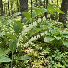 Weiß Polygonatum Blumensamen zur Aussaat – ideal Rabatten – Traditionssorte & ohne Gentechnik Samen Hausgarten