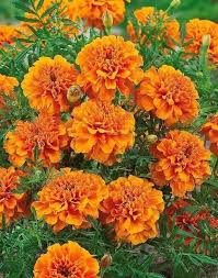 Orange Quince Blumensamen zur Aussaat – hochwertige Qualitäts- – Traditionssorte & ohne Gentechnik Samen Hausgarten