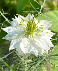 Weiß Nigella African Blumensamen zur Aussaat – Halbschatten verträglich – Traditionssorte & ohne Gentechnik Samen Hausgarten