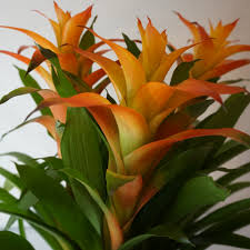 Orange Bromeliad Tillandsia Bulbosa Blumensamen zur Aussaat – Schnitt Blume beliebt – Traditionssorte & ohne Gentechnik Samen Hausgarten