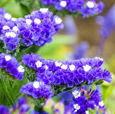 Statice zart Blau Blumensamen zur Aussaat – Halbschatten verträglich – Traditionssorte & ohne Gentechnik Samen Hausgarten