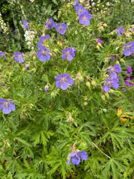 Violett Weiß Geraniums Blumensamen zur Aussaat Halbschatten verträglich Traditionssorte & ohne Gentechnik Samen Hausgarten