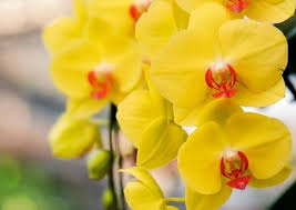 tief Gelb Schmetterlingsorchidee Orchidee Samen Blumensamen zur Aussaat pflegeleicht Traditionssorte & ohne Gentechnik Samen Hausgarten
