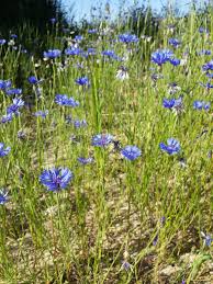 Blau Lignum Vitae Blumensamen zur Aussaat – Wildblume Mischung – Traditionssorte & ohne Gentechnik Samen Hausgarten