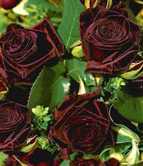 selten Schwarz Grafted Rot kletternd Rose Blumensamen zur Aussaat – kompakt Wuchs – Traditionssorte & ohne Gentechnik Samen Hausgarten