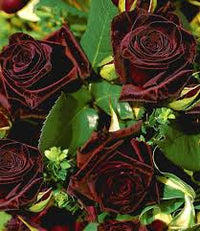 selten Schwarz Grafted Rot kletternd Rose Blumensamen zur Aussaat – kompakt Wuchs – Traditionssorte & ohne Gentechnik Samen Hausgarten