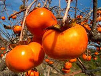Diospyros Kaki Samen zum Pflanzen