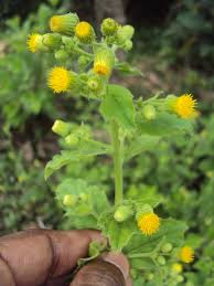 Blumea Blumensamen zur Aussaat – saisonal Dauerblüher – Traditionssorte & ohne Gentechnik Samen Hausgarten