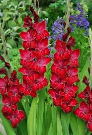 tief Rot Gladiole Blumensamen – Drought verträglich Traditionssorte & ohne Gentechnik Samen Hausgarten