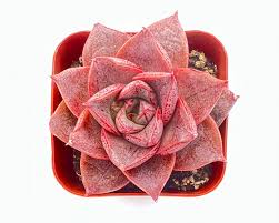 Rot Lila Succulent Blumensamen – hochwertige Qualitäts- Traditionssorte & ohne Gentechnik Samen Hausgarten