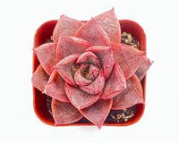 Rot Lila Succulent Blumensamen – hochwertige Qualitäts- Traditionssorte & ohne Gentechnik Samen Hausgarten