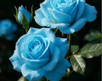 Himmelblau einzigartig Rose Blumensamen zur Aussaat Anzucht Traditionssorte & ohne Gentechnik Samen Hausgarten