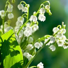 Weiß Bell Orchidee Blumensamen – Halbschatten verträglich Traditionssorte & ohne Gentechnik Samen Hausgarten