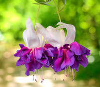 Lila Weiß Fuchsie Blumensamen zur Aussaat lang Blüte Saison Traditionssorte & ohne Gentechnik Samen Hausgarten