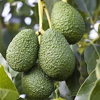 Braun Coldhardy Avocado Samen zum Pflanzen
