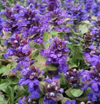 Blau Ajuga Reptans Blumensamen zur Aussaat – Halbschatten verträglich – Traditionssorte & ohne Gentechnik Samen Hausgarten