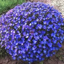Aubrieta Blau Stein Cress Blumensamen zur Aussaat – pflegeleicht – Traditionssorte & ohne Gentechnik Samen Hausgarten