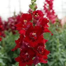 hell Rot Antirrhinum Blumensamen zur Aussaat Schnitt Blume beliebt Traditionssorte & ohne Gentechnik Samen Hausgarten