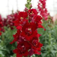 hell Rot Antirrhinum Blumensamen zur Aussaat Schnitt Blume beliebt Traditionssorte & ohne Gentechnik Samen Hausgarten