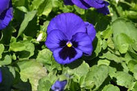Stiefmuetterchen Samen Blue Blotch