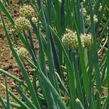 Green Chive Gemüsesamen - Perfect zum Pflanzen