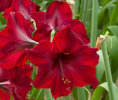 Traditionssorte Chlorophytum Blumensamen zur Aussaat Schnitt Blume beliebt Traditionssorte & ohne Gentechnik Samen Hausgarten