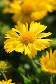 Gelb Gaillardia Blumensamen zur Aussaat – Garten beliebt – Traditionssorte & ohne Gentechnik Samen Hausgarten