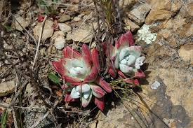 Dudleya Blumensamen zur Aussaat – pflegeleicht – Traditionssorte & ohne Gentechnik Samen Hausgarten