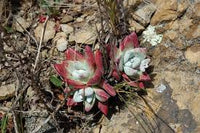 Dudleya Blumensamen zur Aussaat – pflegeleicht – Traditionssorte & ohne Gentechnik Samen Hausgarten