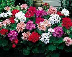 Weiß Lila Pelargonium Blumensamen zur Aussaat Anzucht Traditionssorte & ohne Gentechnik Samen Hausgarten