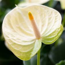 Creme Flamingoblume Blumensamen zur Aussaat – Halbschatten verträglich Traditionssorte & ohne Gentechnik Samen Hausgarten