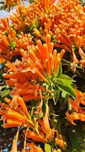 Gelb Pyrostegia Venusta Samen Blumensamen zur Aussaat ideal Rabatten Traditionssorte & ohne Gentechnik Samen Hausgarten