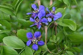 Blau Lignum Vitae Blumensamen zur Aussaat – hochwertige Qualitäts- – Traditionssorte & ohne Gentechnik Samen Hausgarten
