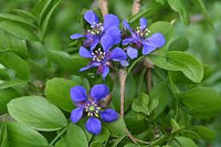 Blau Lignum Vitae Blumensamen zur Aussaat – hochwertige Qualitäts- – Traditionssorte & ohne Gentechnik Samen Hausgarten