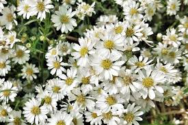 Weiß Prairie Aster Blumensamen zur Aussaat – Schnitt Blume beliebt – Traditionssorte & ohne Gentechnik Samen Hausgarten