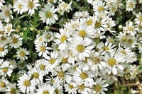 Weiß Prairie Aster Blumensamen zur Aussaat – Schnitt Blume beliebt – Traditionssorte & ohne Gentechnik Samen Hausgarten